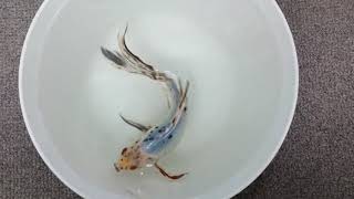 【金魚】朱文金【洗面器】