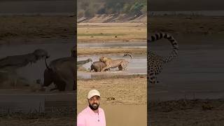 Leopardo com javali e jacaré camuflado 😱