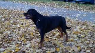 preview picture of video 'Rottweiler...walking over carpet of leaves'