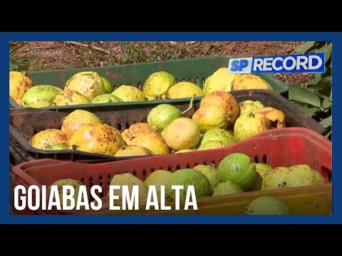 São Paulo consolida liderança na produção de goiaba com investimentos em controle biológico