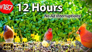 TV for Cats 😻 Best of Cat TV 🐦 12 Hr Compilation Birds & Sunflowers No AD Interruptions @LensMyth​