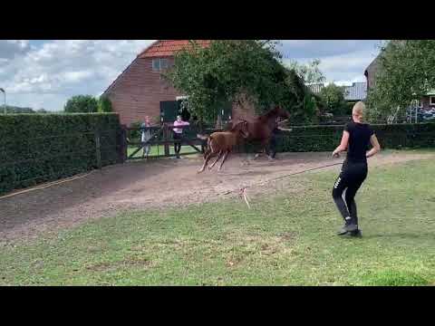 Colt 2020: Kjento x Don Schufro x Wynton x De Niro