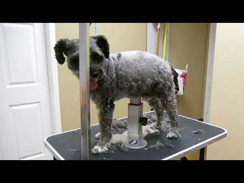 How to Groom using the dogup stand (Drake)