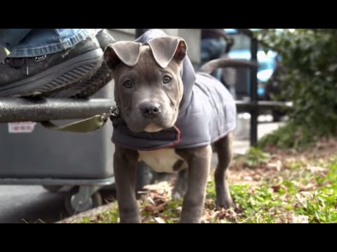 THE DROP Featurette: "Rocco The Dog"