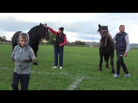 Armasarii lui Levi de la Uriu Bistrita, Nasaud - Prezentare armasari Levi si Stelica - 2022 Nou!!!