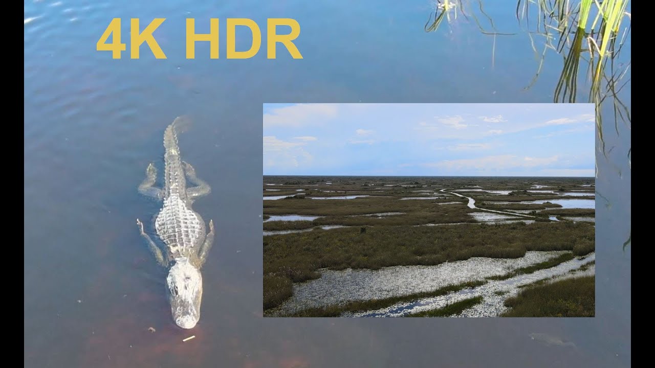Flying over the Everglades, with close up Gator, 4K HDR