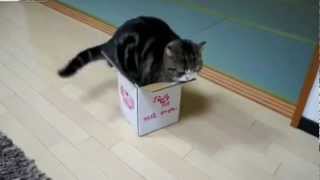 Kitty Cat Loves His Box Strange Fetish Fat  Squeeze Inside Snug &amp; Tucked Pack to Sleep