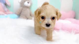 ハーフ犬の動画01