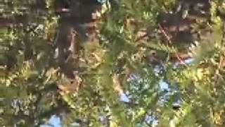 Mogwai- Thank You Space Expert