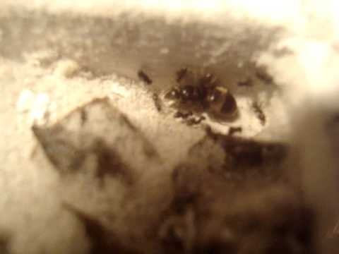 Mieren Uitgelicht - experiment 6