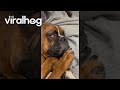 Boxer Gets Some Good Honk Shoo Mimimi Sleep ViralHog