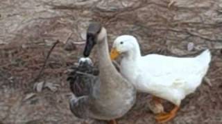 Ducks on the Wall -- The Kinks (feat. baby ducks!)