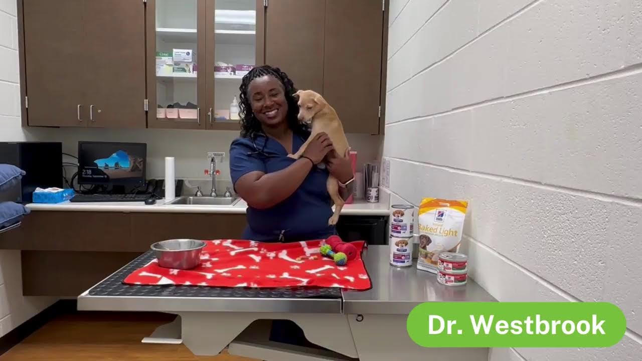 Tips, advice for traveling with your pets! | Pet Pawcast