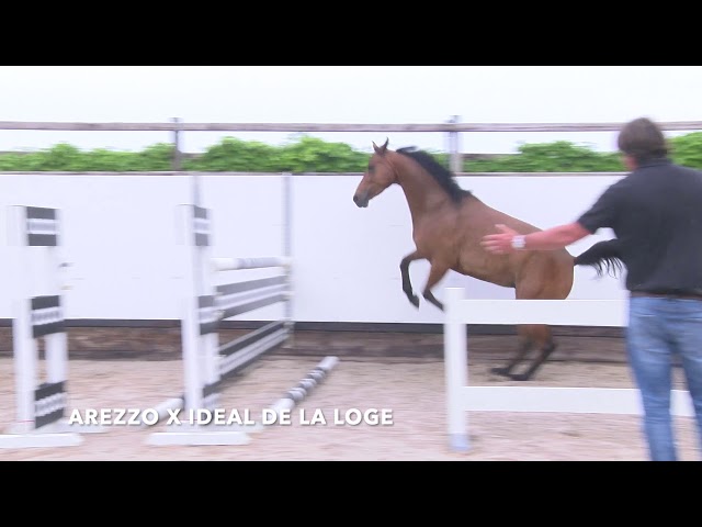 Arezza ter Sarren Z Jumping