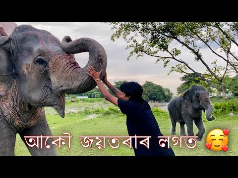 Let’s meet her 🐘😍 - আকৌ জয়তৰাৰ লগত