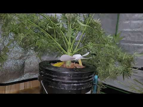 Spider Farmer Autoflower Grow SF1000 #16