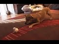 Esto es lo que sucede cuando un perro ve al "BB-8" de Star Wars rodando por la casa