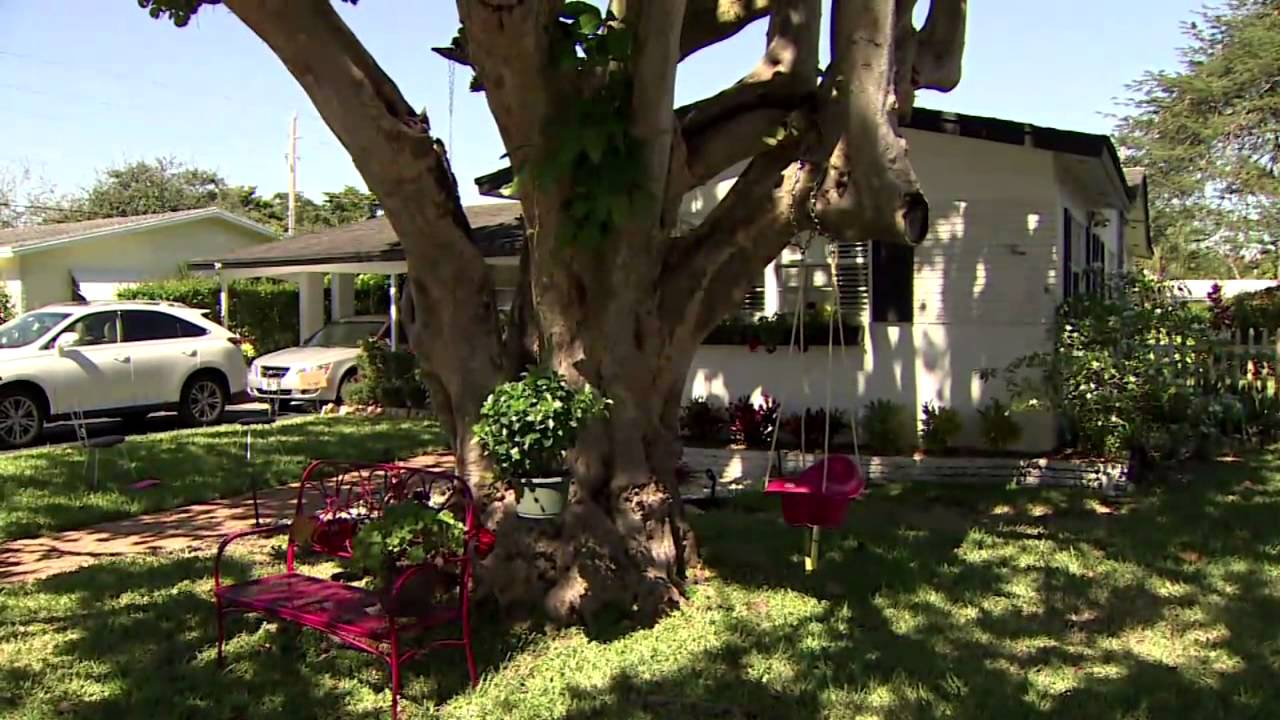 Permit problems: Cutting down a tree