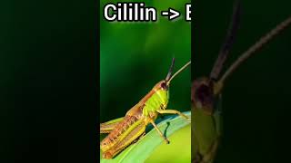 Download lagu Cigun vs belalang emas mp3