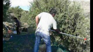 preview picture of video 'Olive Harvest in Crete.'