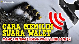 Download lagu CARA MEMILIH SUARA WALET YANG BAGUS DAN MAMPU MENDATANGKAN WALET LEBIH BANYAK mp3