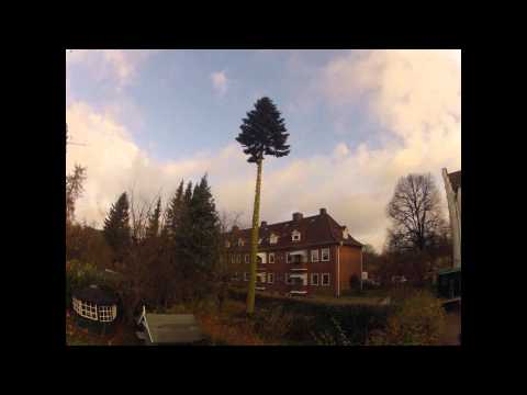 Astrein-Baumpflege - Fällung einer Tanne in Seilklettertechnik mit Steigeiseneinsatz