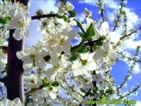 Hasiba Agic - Sarajevo grad