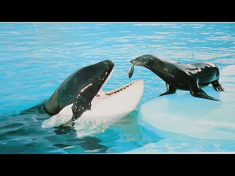 [spectacle de dauphins] ce que les dauphins peuvent faire [animaux drôles]