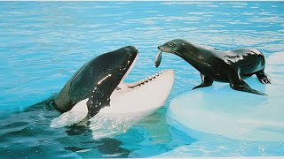[spectacle de dauphins] ce que les dauphins peuvent faire [animaux drôles]