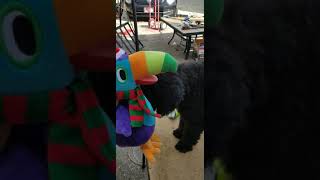 OFF THE LEASH Music Video