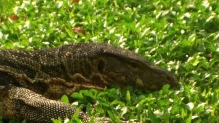 preview picture of video 'Lumphini's Large Lizards, Bangkok; Thailand | Water Monitors'