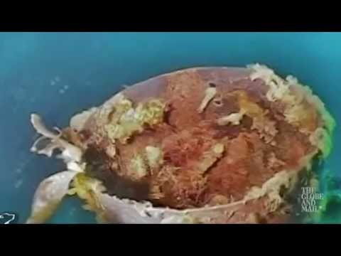 This wreck could be the remains of the HMS Terror