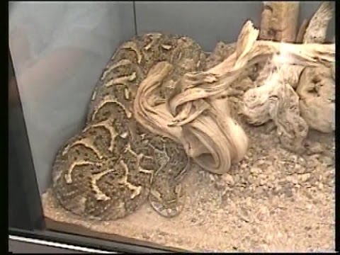 Reptile Gardens Snake Show