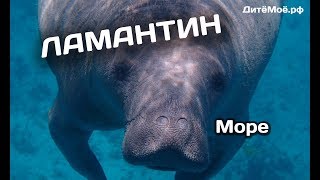 Ламантин. Энциклопедия для детей про животных. Море