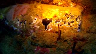 preview picture of video 'Pasir Putih Wreck (40m long Japanese patrol boat), Manokwari, West Papua, Indonesia, 17 May 2012'