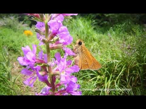 新しいボードレンズをテストした（虫の目レンズテスト1 .7mm ）