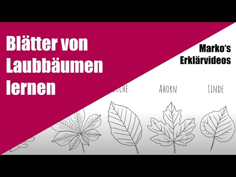 Blätter von Laubbäumen erkennen - Lern- und Erklärvideo für Grundschul-Kinder.