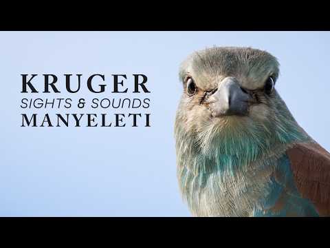 Nature Therapy: Kruger National Park & Manyeleti (4K)