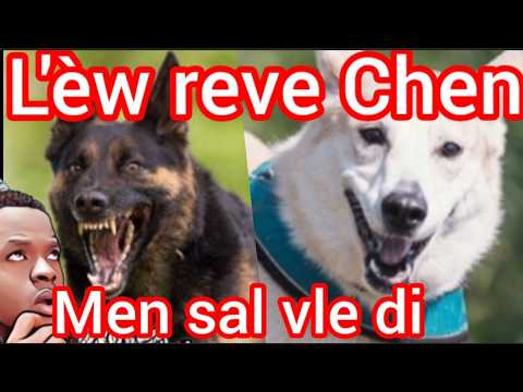 Lè ou reve chien nan dòmi, men kisal vle di reyèlman 💯✔️ 8 sinifikasyon lèl atakew, lèl modew etc