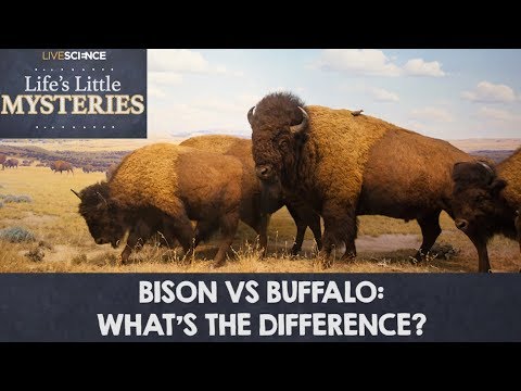 Bison vs. Buffalo: What's the Difference?