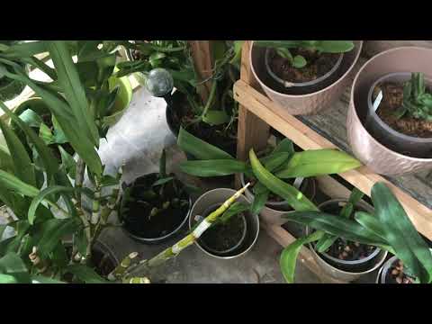 A quick July update on the orchids and the balcony