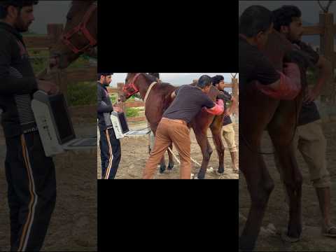 Horse Ultrasound | Horse Pregnancy Test Live #shorts #trending #viral #horse #pregnancy