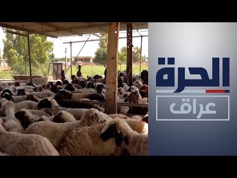 شاهد بالفيديو.. كركوك.. حملة لتعقيم الحيوانات