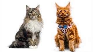 Maine Coon vs Norwegian Forest Cat - What Are the Differences?