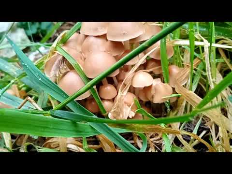 What are they ? Toadstools or Mushrooms 1