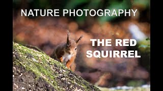 Nature Photography The Red Squirrel