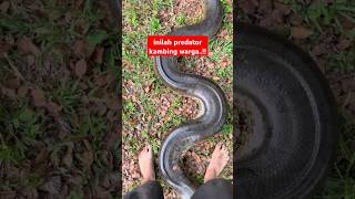 Download lagu how to catch a big snake #shorts mp3 Download lagu how to catch a big snake #shorts mp3