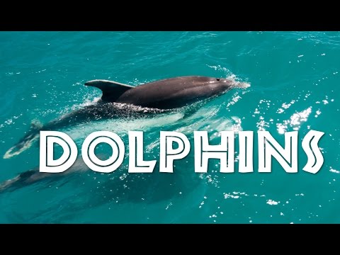 All About Dolphins for Kids: Dolphins for Children - FreeSchool