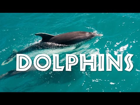 為孩子們介紹海豚：兒童海豚 - FreeSchool (All About Dolphins for Kids: Dolphins for Children - FreeSchool)