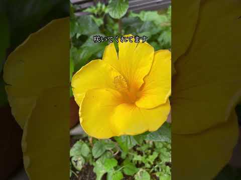 完全な太陽のディプラデニア